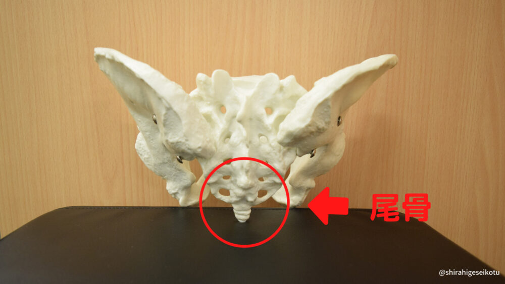 股関節痛と尾骨